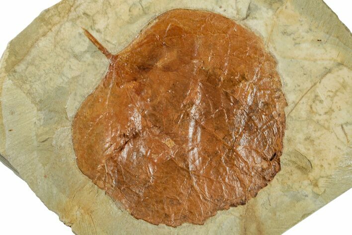 Fossil Leaf (Zizyphoides) - Montana #268169